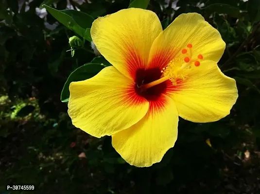 The Entacloo Hibiscus Plant yellow hibiscus plant-thumb0