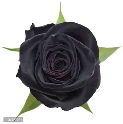 The Entacloo Rose Plant Black Baccara Rose Plant-thumb0