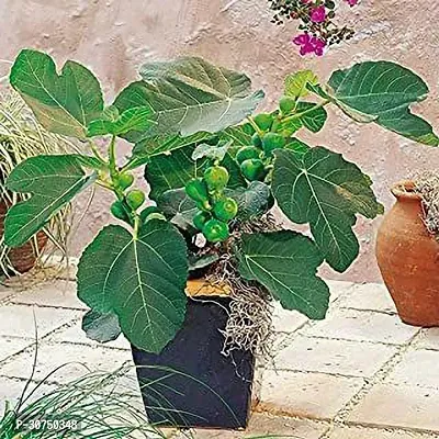 The Entacloo GularCluster Fig Plant GularFicus RacemosaCluster Fig Fruit Gullar Plant with Pot-thumb0