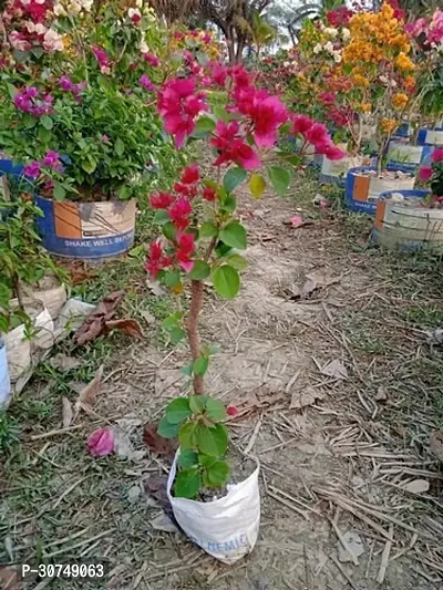 The Entacloo Baugainvillea Plant Bougainvillea Plant Kagaj Flower Plant FP713-thumb0