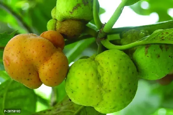 The Entacloo Jackfruit Plant Monkey JackDeyoa Fruit Bangladeshi Rare Exotic Fruits.-thumb0