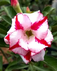 The Entacloo Adenium Plant Thai Brilliant Rosy Adenium Plant-thumb2