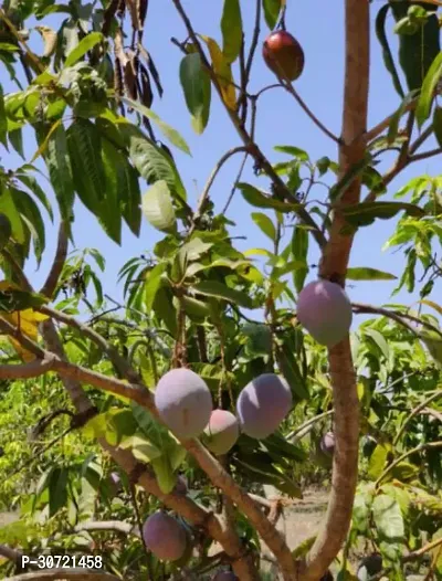 The Entacloo Mango Plant PaheriPairi Grafted Mango Plant.-thumb0