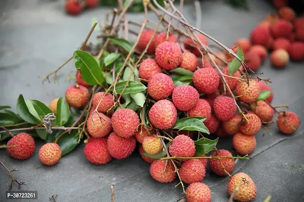 The Entacloo Litchi Plant SJM52-thumb0