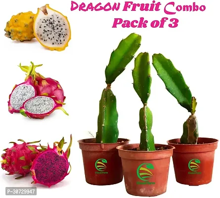 The Entacloo Dragon Tree INE-NEW-409-thumb0