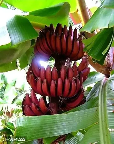 The Entacloo Banana Plant Red banana plant11-thumb0