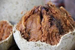 The Entacloo Custard Apple Plant Thai Wood Apple Live Plant- Popular Among IndianBengali Street Food.CFKB10-thumb1