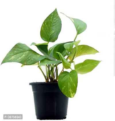 The Entacloo Money Plant money plant 790-thumb0