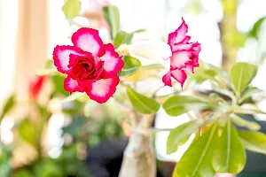 The Entacloo Adenium Plant ADENIUM PLANT JHGR-thumb1