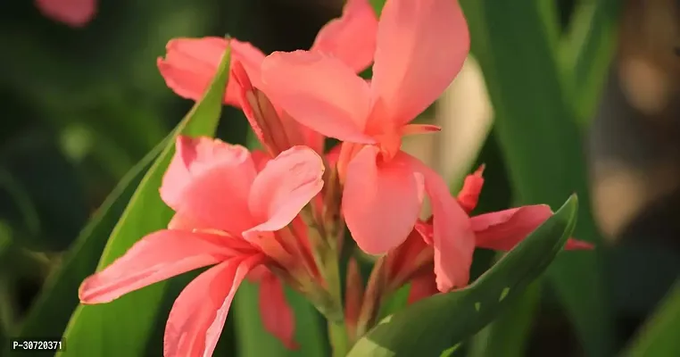 The Entacloo Canna Lily Plant greenhousestore-thumb2