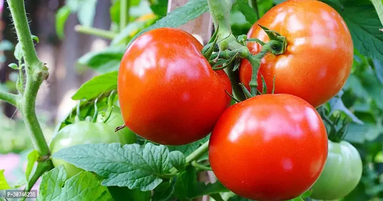 The Entacloo Tomato Plant Tomato plant 11-thumb0