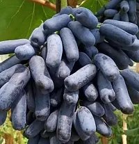 The Entacloo Grapes Plant GF Black-thumb2