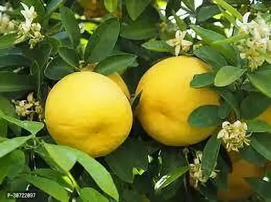 The Entacloo Pomelo Plant POMELO PLANT NB AS-thumb0