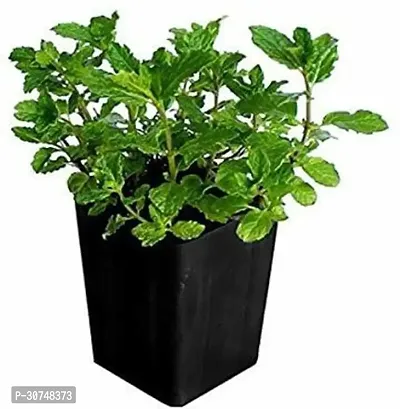 The Entacloo Mint Plant Mint Live Plants-thumb0