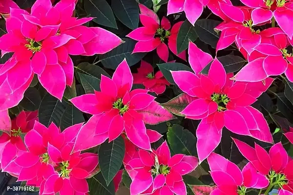 The Entacloo Poinsettia Plant Rare PinkPoinsettia-thumb0