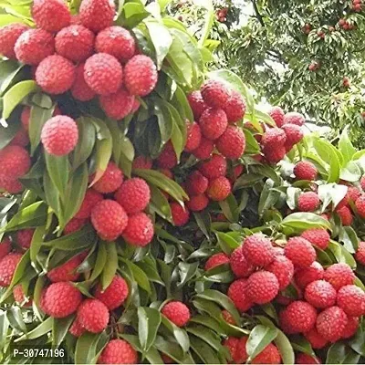 The Entacloo Litchi Plant Muzaffarpur Shahi Litchi Live Plant Air Layering From Fruity Plant. CF03-thumb0