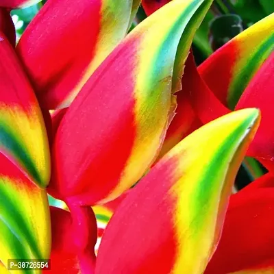 The Entacloo Bird of Paradise Plant Heliconia rostrata,False bird of paradise-thumb0