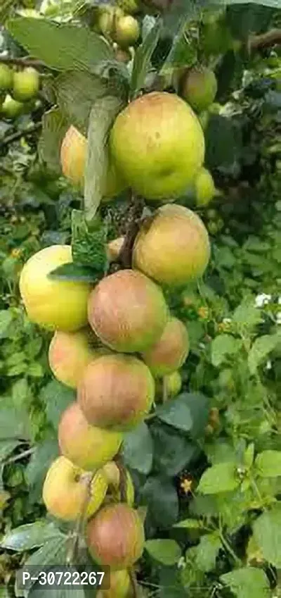 The Entacloo Ber Apple Plant Thai Ber Apple-thumb0