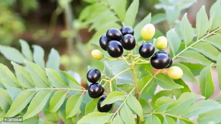 The Entacloo Curry Leaf Plant Curry Leaf-thumb2