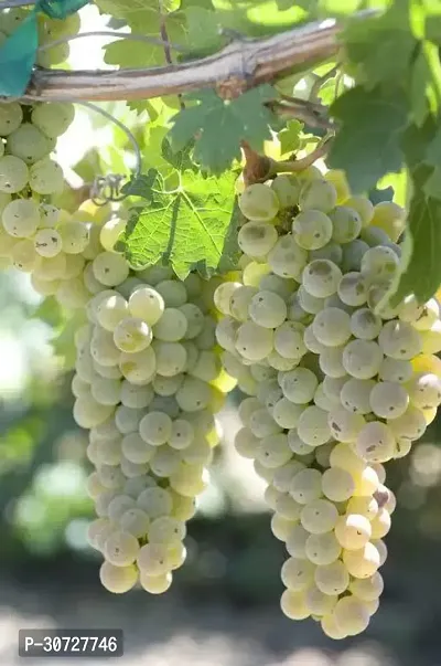 The Entacloo Grapes Plant White Grapes Plant-thumb2