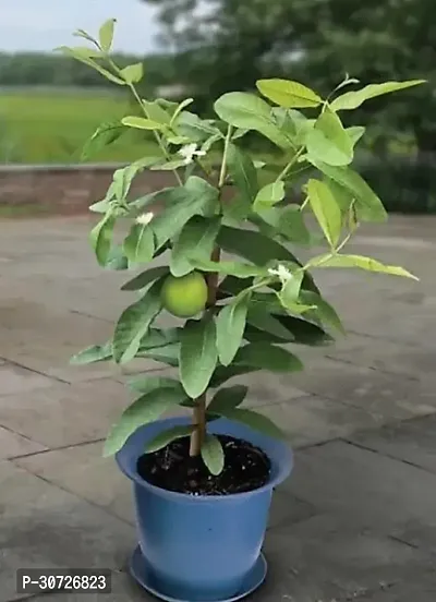 The Entacloo Guava Plant Guava Plant ( Burkina Guava Amrood Plant-thumb0