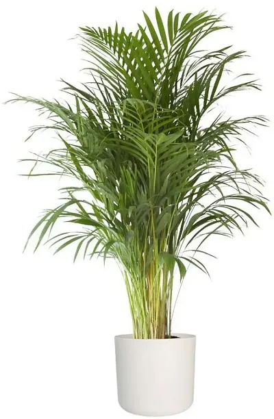 Best Selling Plant & Planters 