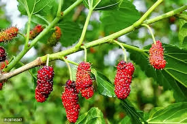 The Entacloo Berry Plant MULBERRY PLANT PP-thumb0