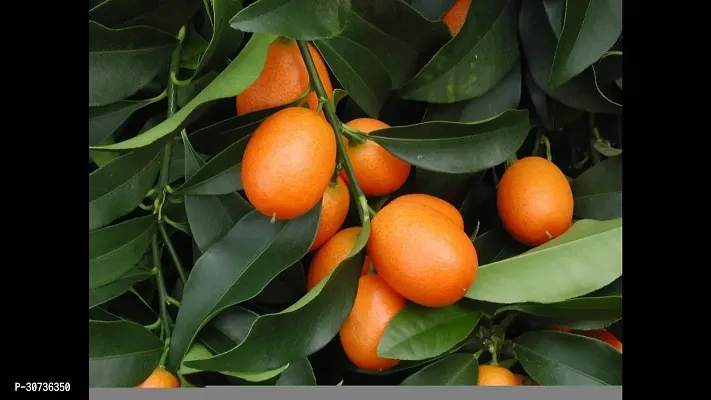 The Entacloo Orange Plant PLANT-ISRAELORANGE3-thumb0