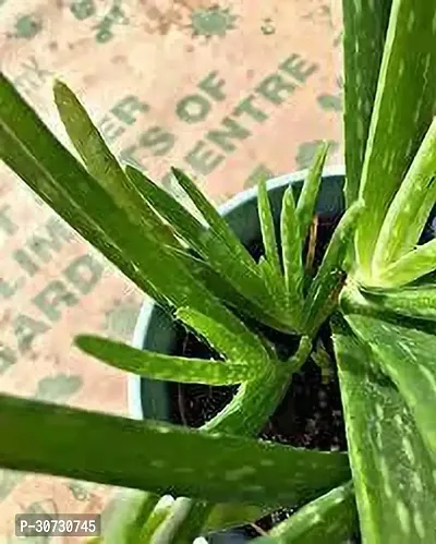 The Entacloo Aloe Vera Plant Aloe Vera Plant 101-thumb0