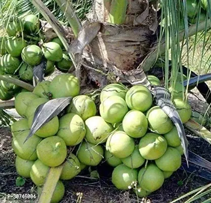 The Entacloo Coconut Plant Coconut Mekong Delta Vietnam Dwarf Live Plant Vietnam Coconut Tree Plant hybrid( PACK OF 1)-thumb0