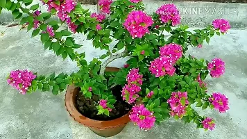 The Entacloo ZZ Plant Bougainvillea plant 202-thumb1