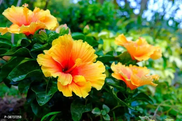 The Entacloo Hibiscus Plant Pune Veraites Orange HibiscusJoba-thumb0