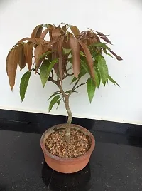 The Entacloo Mango Plant Bonsai Mango Plant (BaramasiAll Climate Fruiting)-thumb2