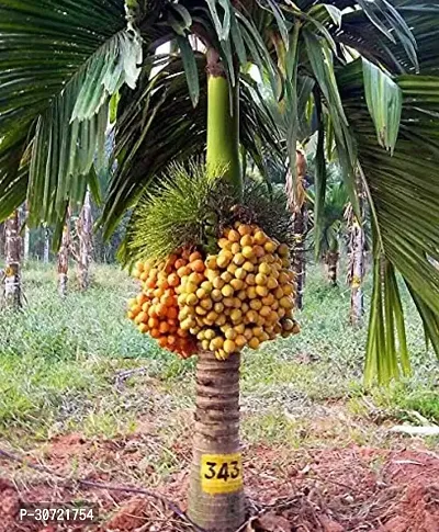 The Entacloo Betel Leaf Plant Betel NutSupari Plant-thumb2