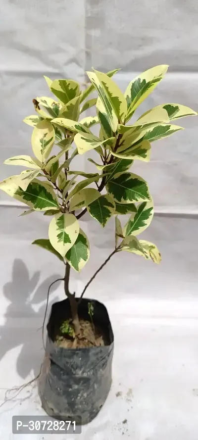 The Entacloo Ficus Plant Ficusplant.-thumb0