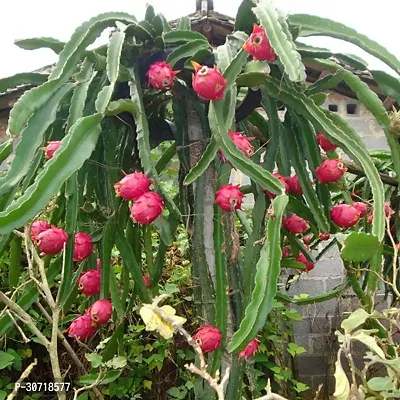 The Entacloo Dragon Tree RED DRAGON FRUIT PLANNT ROOFGARDEN-thumb0