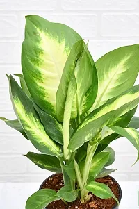 The Entacloo Dieffenbachia Plant Plants 256-thumb2