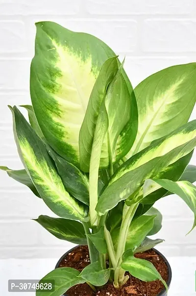 The Entacloo Dieffenbachia Plant Plants 256-thumb3