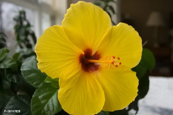 The Entacloo Hibiscus Plant yellow hibiscus09-thumb0