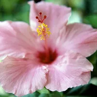 The Entacloo Hibiscus Plant Hibicus Flower Plant(04)-thumb1