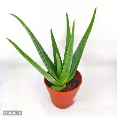 The Entacloo Aloe Vera Plant aloe vera plant 2013-thumb0