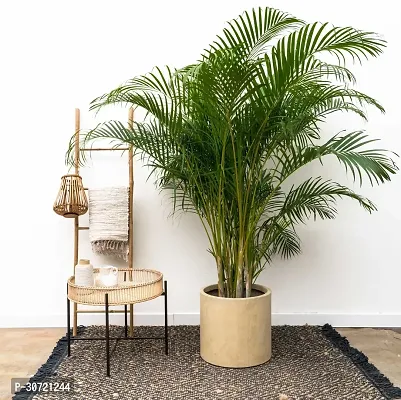 The Entacloo Areca Palm ARECA PLAM-WB27-thumb0