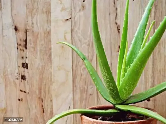 The Entacloo Aloe Vera Plant alovera plant 0051-thumb0