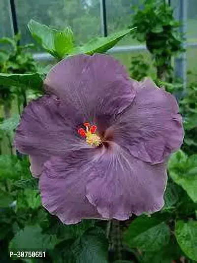 The Entacloo Hibiscus Plant 158Hibiscus Hybrid Plant-thumb0