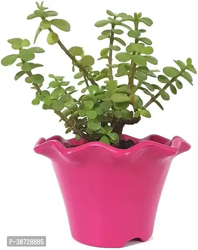 The Entacloo Jade Plant LIVE PLANT Decorative Air Purifying Jade Green Plant with Blossom Pot color- pink-thumb0