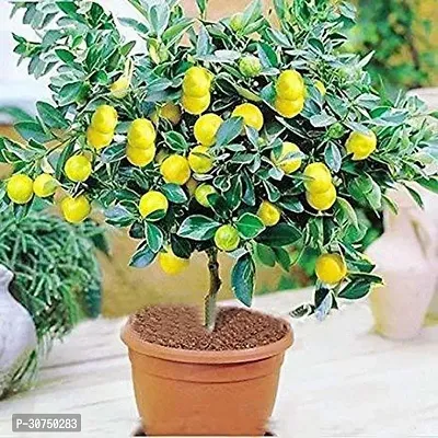 The Entacloo Sweet Lemon Plant BJ79-thumb0