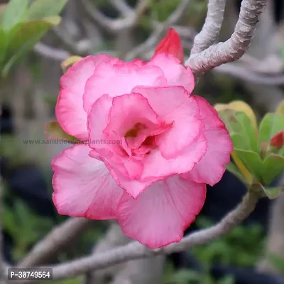 The Entacloo Adenium Plant ADENIUM PLANT WWF4-thumb3