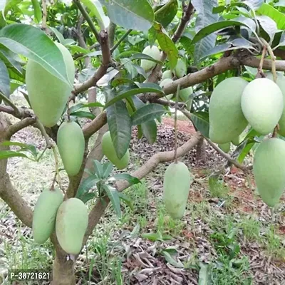 The Entacloo Mango Plant Mango Fruit Live Plant Mulgoba-thumb2