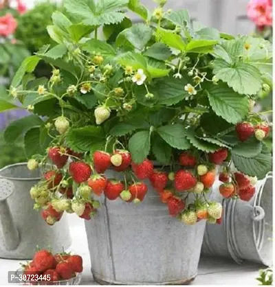 The Entacloo Strawberry Plant Strawberry