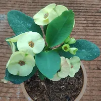 The Entacloo Euphorbia Francoisii Plant EUPHORBIA PLANT T322-thumb1